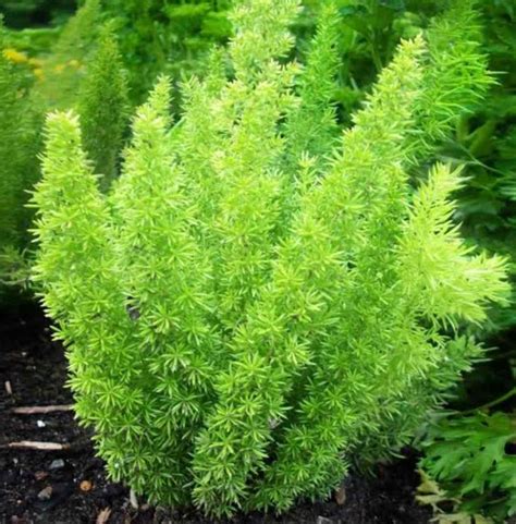 Asparagus Densiflorus Foxtail Fern The Seed Vine