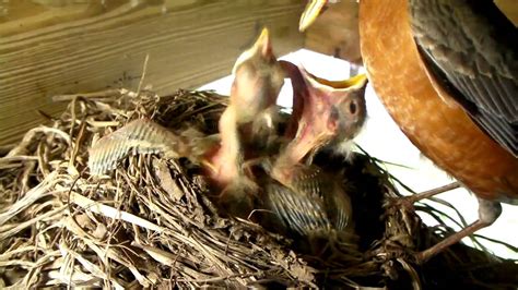 Red Breasted Robins From Eggs To Empty Nest Youtube