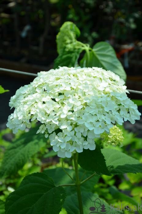 Hydrangea Arborescens Strong Annabelle Abetwo Hortensja Krzewiasta