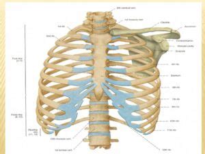 Attribution Of Sex Through Thorax Ribs Sternum Pelvis PPT Forensics Digest