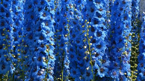 Light Blue Delphinium Wallpapers Wallpaper Cave