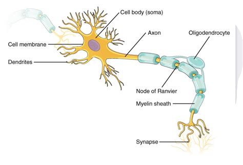 Motor Neuron Diagram Quizlet