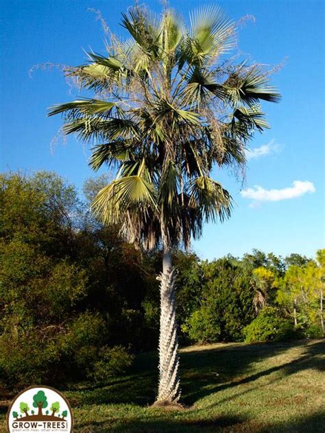 Carnauba Palm - Grow-Trees Blog