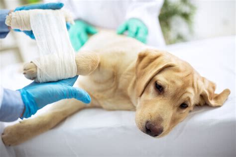 Desinfetar As Feridas Do Seu Cão Saiba Como Fazer