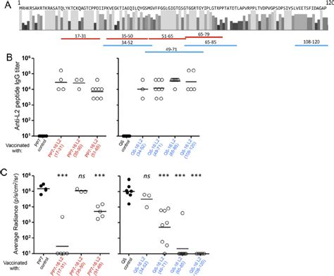 Selection Immunogenicity And In Vivo Protection Of VLPs Displaying L2