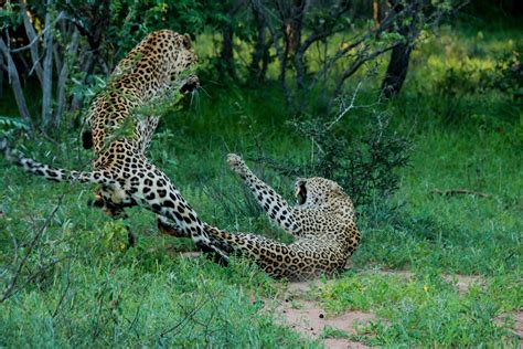 Interesting Facts About Leopards Mating Kapama Blog