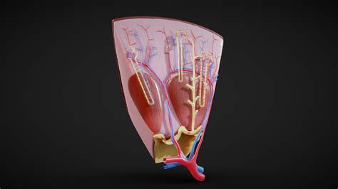 Kidney Nephron Structure Anatomy Buy Royalty Free D Model By Nima