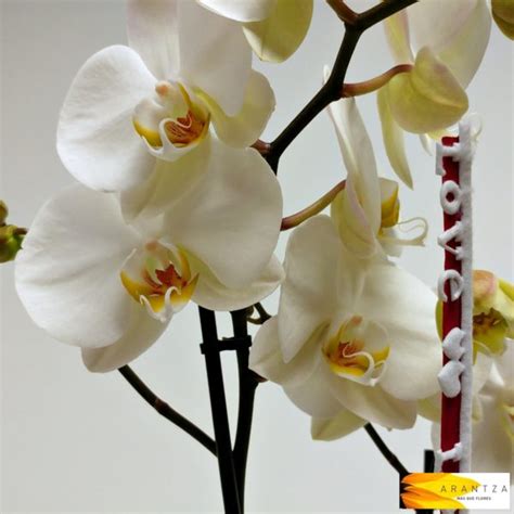 Orqu Dea Phalaenopsis Blanca San Valent N Florister A Arantza Online