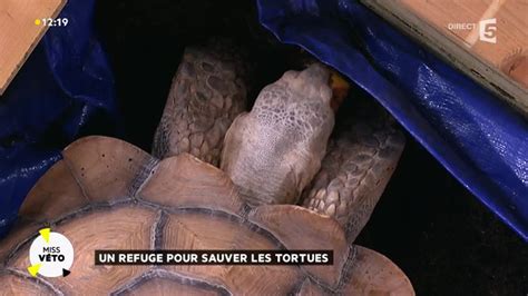 Un Refuge Pour Sauver Les Tortues YouTube