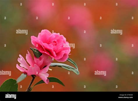 Flor De Camelia Sasanqua Rosa Fotograf As E Im Genes De Alta Resoluci N