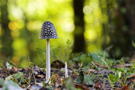 How To Identify British Woodland Fungi Discover Wildlife