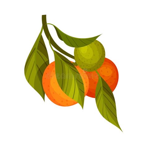 Orange Branch With Mature Fruits Hanging Vector Illustration Stock