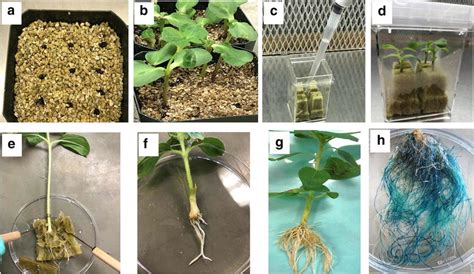 Main Stages In The Sunflower Composite Plants Protocol A Seeds Placed Download Scientific