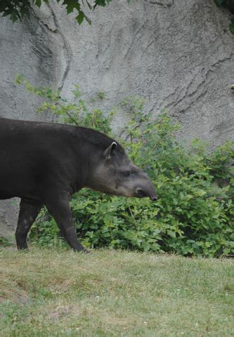 ADW: Tapirus terrestris: INFORMATION