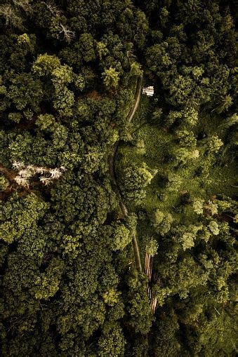 View of forest which are very green and background animation abstract ...