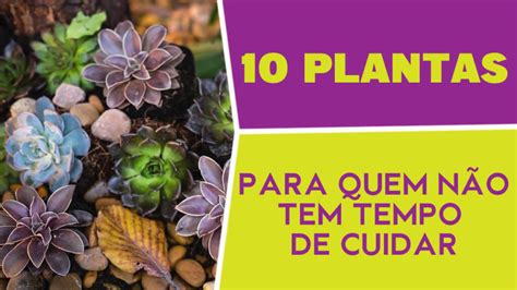 Plantas Para Quem N O Tem Tempo De Cuidar Guia Dos Solteiros