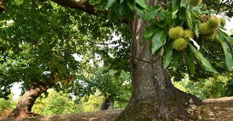 Madera Sostenible Certificaciones Fsc Y Pefc Siero Lam