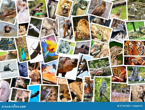 Collage Of Animals From Australia Travel Background My Photos Stock