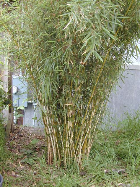 Fargesia robusta - FARO - Bamboo Sourcery Nursery & Gardens