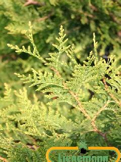 Thuja Plicata Aurescens Baumschule Lienemann