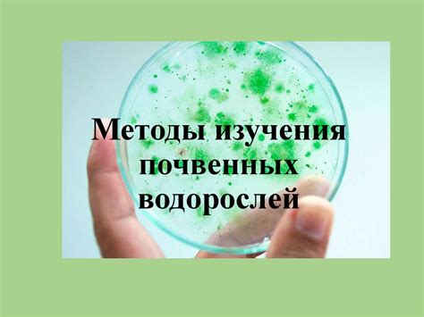 Методы изучения почвенных водорослей - презентация онлайн