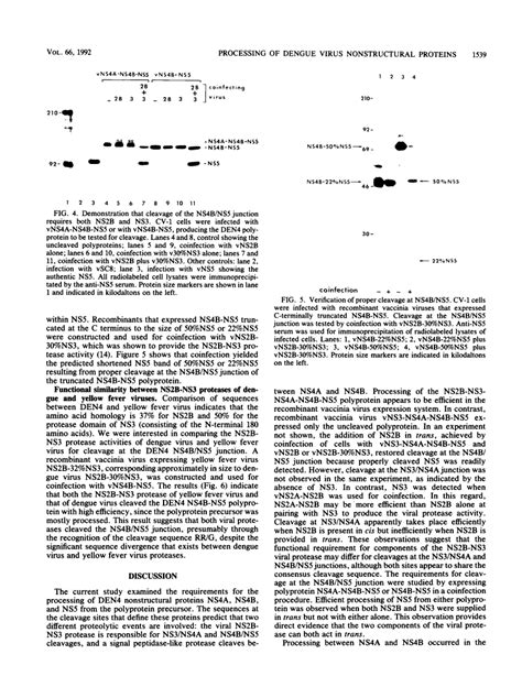 Cleavage Of The Dengue Virus Polyprotein At The Ns3ns4a And Ns4bns5