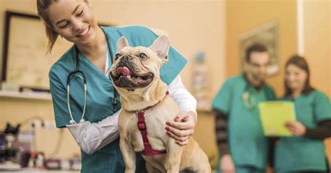 Animal Connection The Importance Of Spaying And Neutering Your Pets