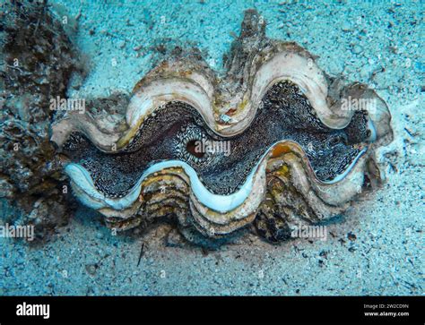 Schuppige Riesenmuschel Tridacna Squamosa Unterwasser Foto