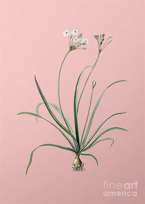 Vintage Allium Fragrans Botanical Illustration On Pink Mixed Media By