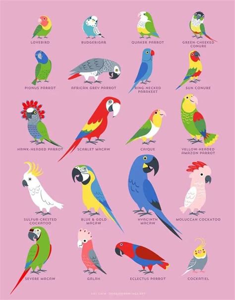 an illustrated poster with different types of parrots on it's back and ...