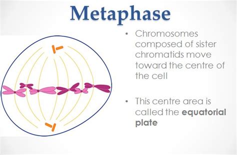 Mitosis Grade 11 University Biology