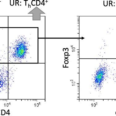 Representative Bank vole lymphocyte staining with mAbs anti-CD3 (clone... | Download Scientific ...