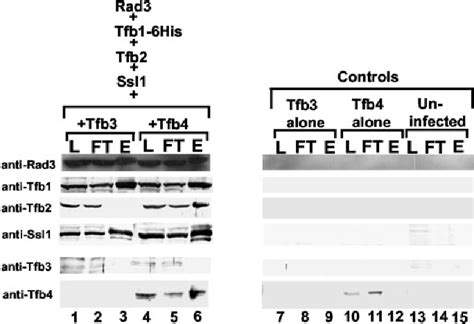 Figure 1 From Revised Subunit Structure Of Yeast Transcription Factor