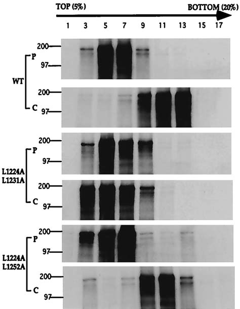 Sucrose Gradient Analysis Of The Wild Type And Mutant S Proteins Cells