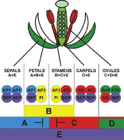 The Revised Abc Model Of Flower Organ Identity A Function Genes