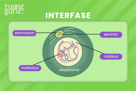 Tahap Tahap Pembelahan Sel Mitosis Ada Apa Saja Biologi Kelas 12