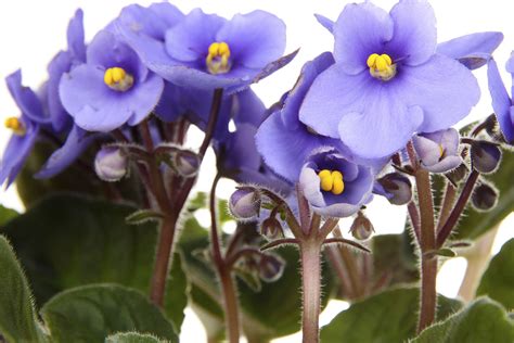 Como Cuidar De Violetas Dentro De Casa Veja Todas As Dicas Para