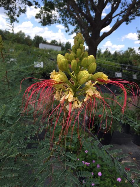 TEXAS BIRD OF PARADISE - Backbone Valley Nursery