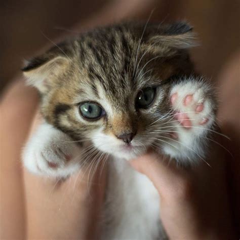 El Vídeo Y Las Fotos Más Adorables De Gatitos Que Verás Hoy