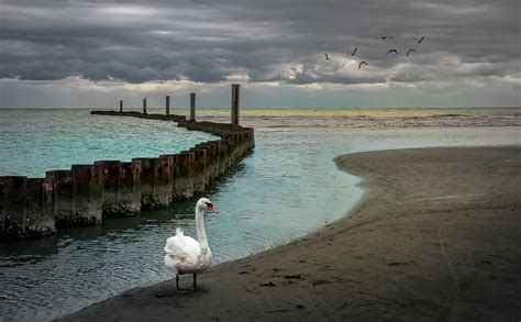 Free Images Beach Sea Coast Outdoor Sand Ocean Horizon Bird