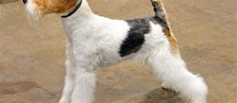 Fox Terrier Dog Breed Characteristics And Care Wildcreaturey