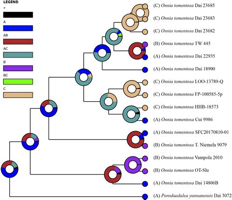 Frontiers Phylogeny Divergence Time Estimation And Biogeography Of