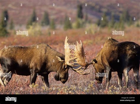 Bull Moose Denali National Park Alaska Autumn Fall Rut Rutting