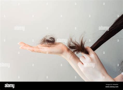 Females Hands Hold The Tips Of The Hair And Shows A Bunch Of Fallen