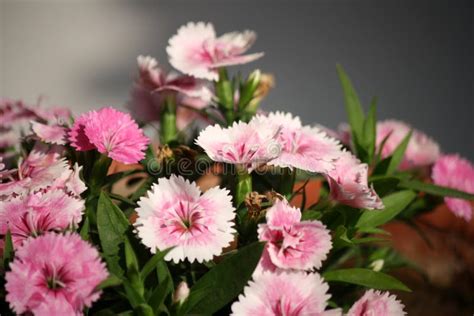 Jardin Fleurs Roses Dianthus Plumarius Feuilles Vertes Pix Sshukla