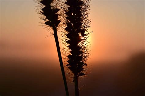 Imagen Gratis Sombra Niebla Sol Al Aire Libre Silueta Sol Cielo