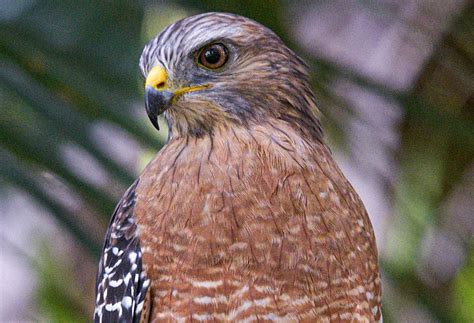 Bird Of The Week Red Shouldered Hawk Your Observer