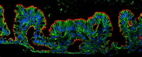 Bio Techne Releases New 3 D Cell Culture System