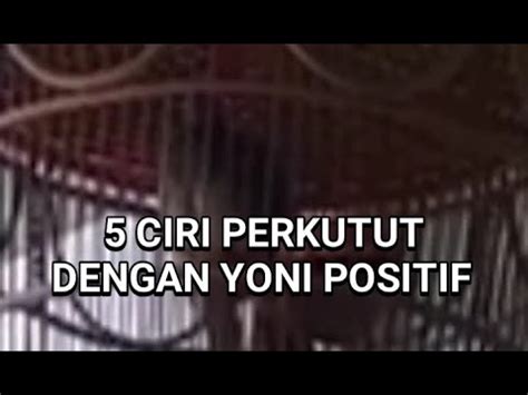 Ciri Perkutut Dengan Yoni Positif Youtube