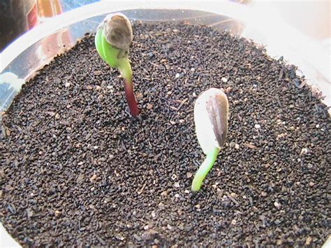 Sprouting Seeds and More Planted - Eric's Organic Gardening Blog